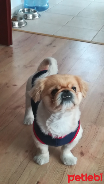 Pekingese, Köpek  HERKÜL fotoğrafı