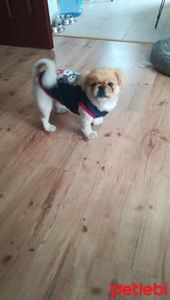 Pekingese, Köpek  HERKÜL fotoğrafı