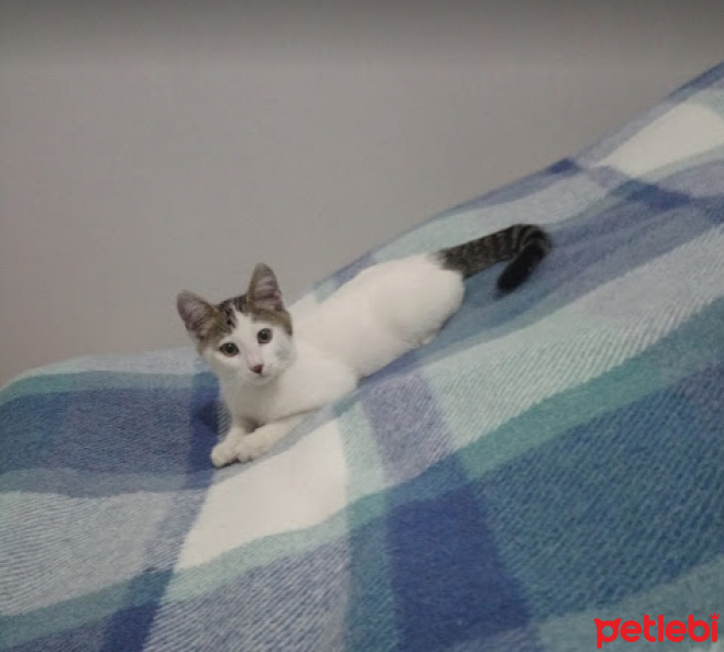 Tekir Kedi, Kedi  kurabiye fotoğrafı