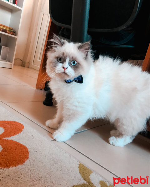 Ragdoll, Kedi  Lina fotoğrafı