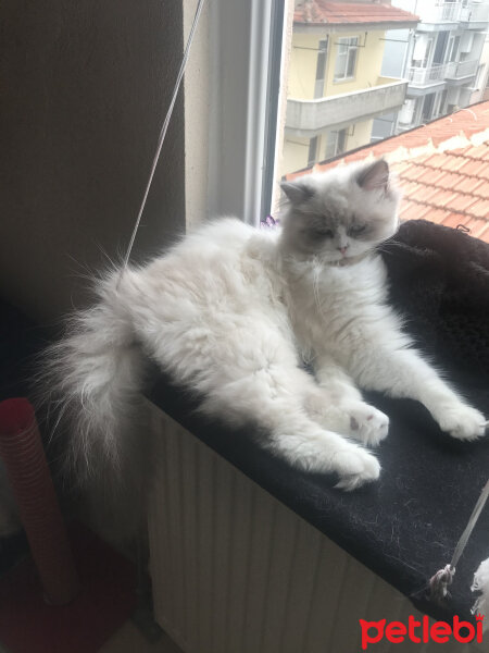 Ragdoll, Kedi  Lina fotoğrafı