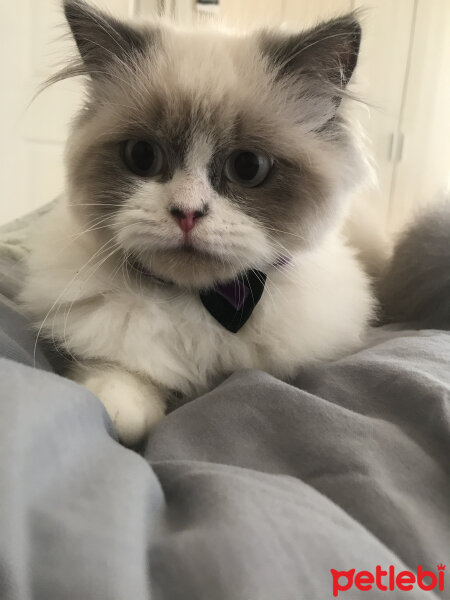 Ragdoll, Kedi  Lina fotoğrafı