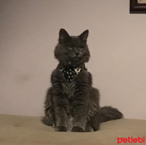 Nebelung, Kedi  Benjamin ivo fotoğrafı
