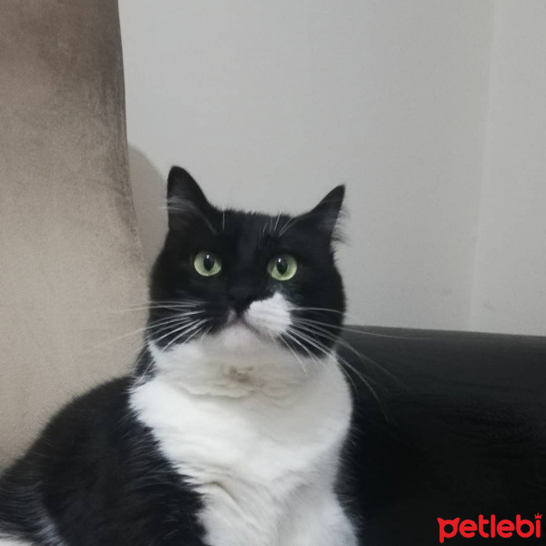 Tuxedo (Smokin) Kedi, Kedi  Zeus fotoğrafı