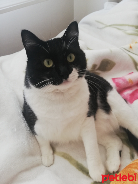 Tuxedo (Smokin) Kedi, Kedi  Zeus fotoğrafı