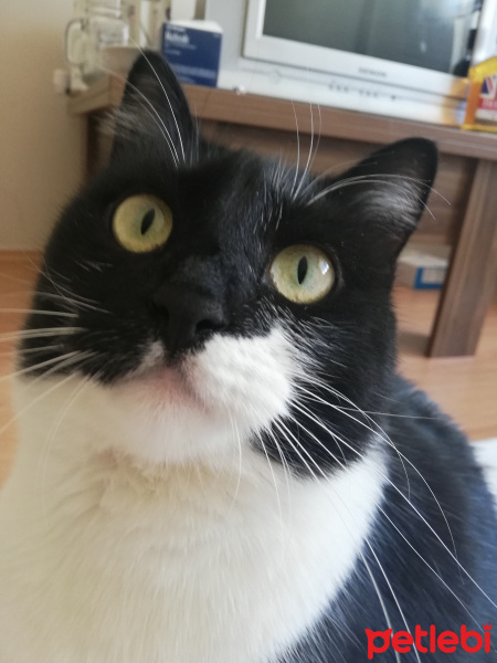 Tuxedo (Smokin) Kedi, Kedi  Zeus fotoğrafı
