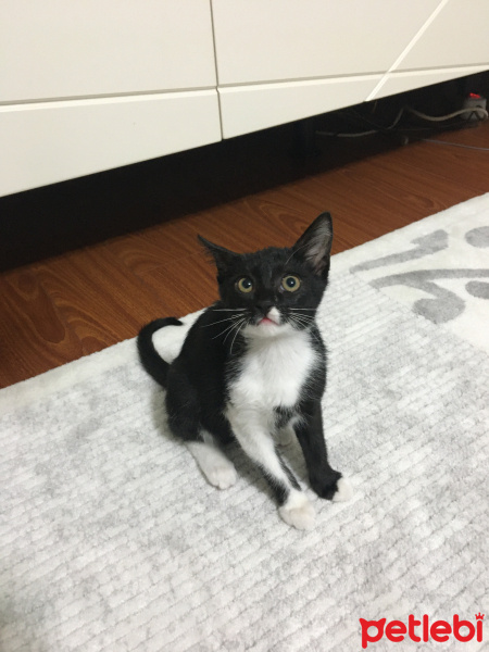Tekir Kedi, Kedi  Gece fotoğrafı