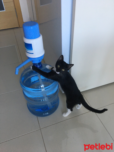 Tekir Kedi, Kedi  Gece fotoğrafı