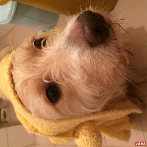 Yorkshire Terrier, Köpek  Charlie :) fotoğrafı