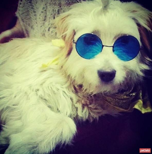 Yorkshire Terrier, Köpek  Charlie :) fotoğrafı