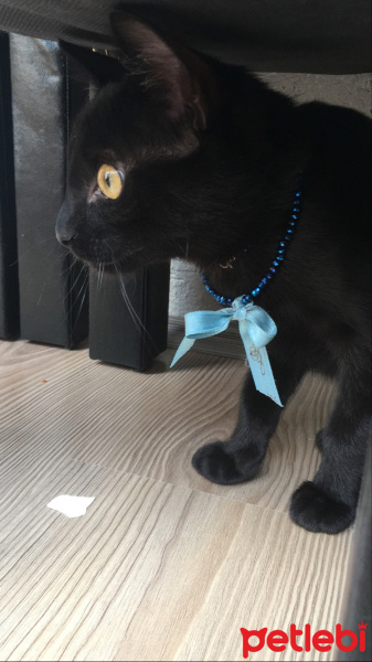 Bombay, Kedi  Dolunay fotoğrafı