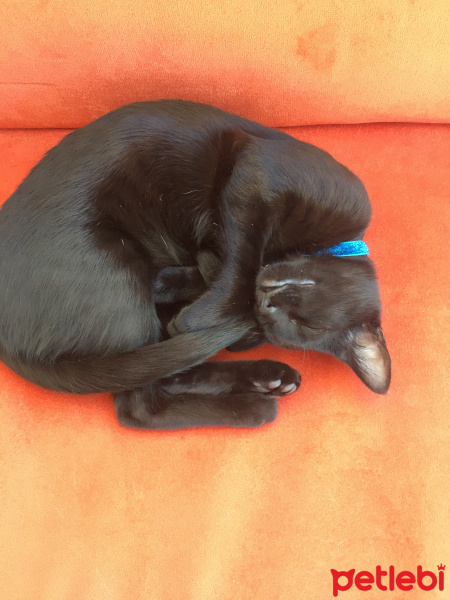 Bombay, Kedi  Dolunay fotoğrafı