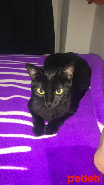 Bombay, Kedi  Dolunay fotoğrafı