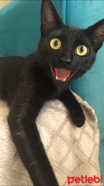 Bombay, Kedi  Dolunay fotoğrafı