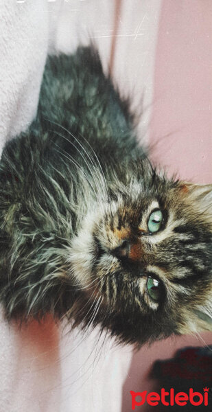 Norwegian Forest, Kedi  Simba fotoğrafı