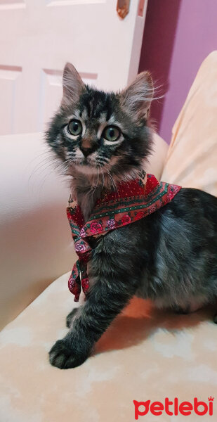 Norwegian Forest, Kedi  Simba fotoğrafı