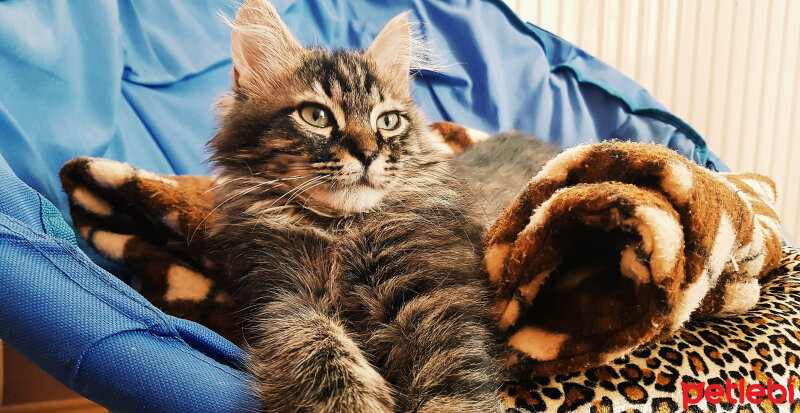 Norwegian Forest, Kedi  Simba fotoğrafı