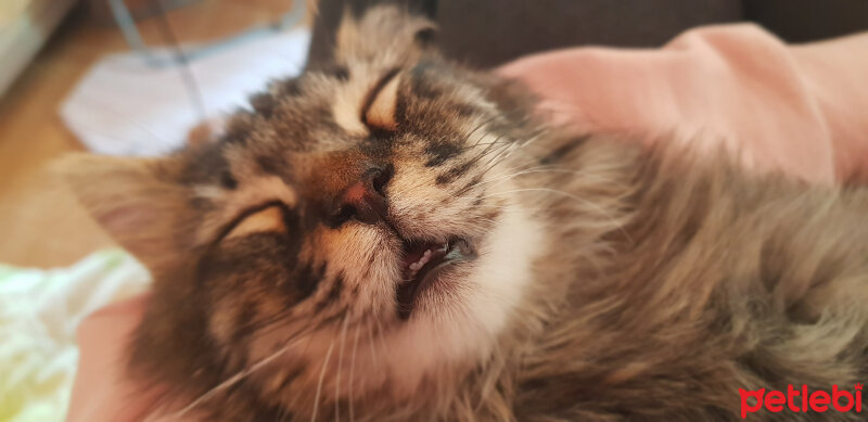 Norwegian Forest, Kedi  Simba fotoğrafı