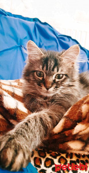 Norwegian Forest, Kedi  Simba fotoğrafı