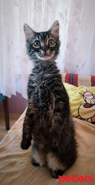 Norwegian Forest, Kedi  Simba fotoğrafı