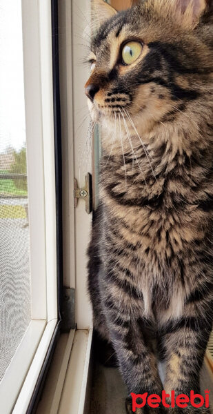 Norwegian Forest, Kedi  Simba fotoğrafı