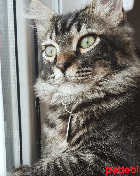 Norwegian Forest, Kedi  Simba fotoğrafı