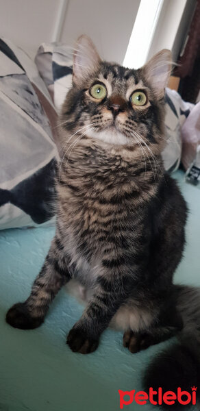 Norwegian Forest, Kedi  Simba fotoğrafı