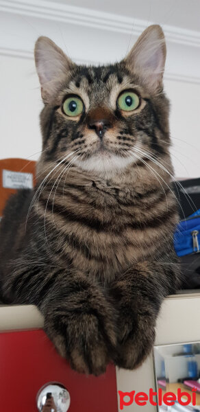 Norwegian Forest, Kedi  Simba fotoğrafı