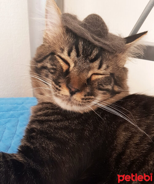 Norwegian Forest, Kedi  Simba fotoğrafı