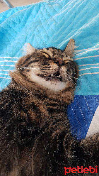 Norwegian Forest, Kedi  Simba fotoğrafı