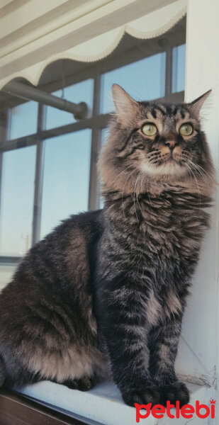 Norwegian Forest, Kedi  Simba fotoğrafı