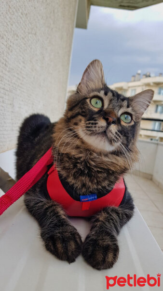 Norwegian Forest, Kedi  Simba fotoğrafı