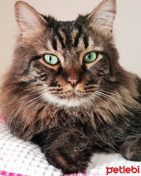 Norwegian Forest, Kedi  Simba fotoğrafı