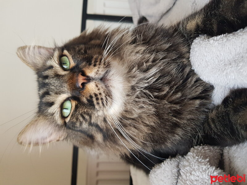 Norwegian Forest, Kedi  Simba fotoğrafı