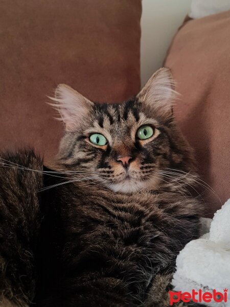 Norwegian Forest, Kedi  Simba fotoğrafı