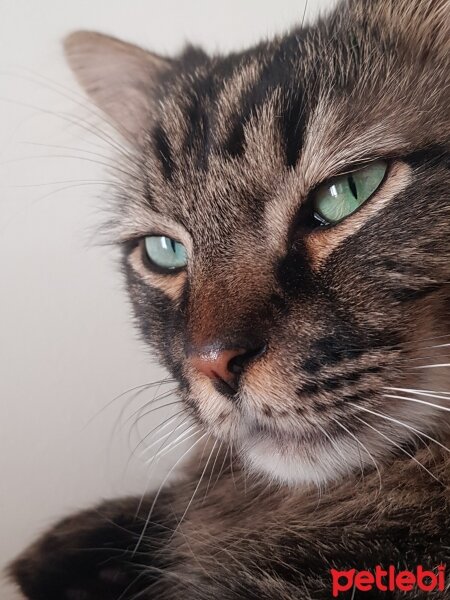 Norwegian Forest, Kedi  Simba fotoğrafı