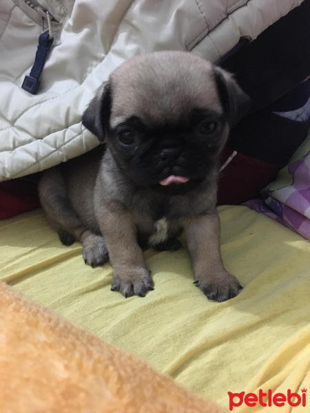 Pug, Köpek  Ares fotoğrafı