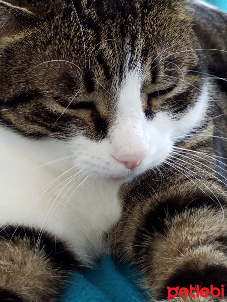 Tekir Kedi, Kedi  Minik fotoğrafı