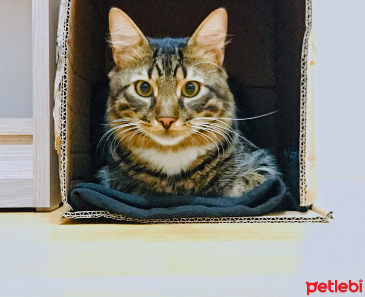 Tekir Kedi, Kedi  Gümüş fotoğrafı