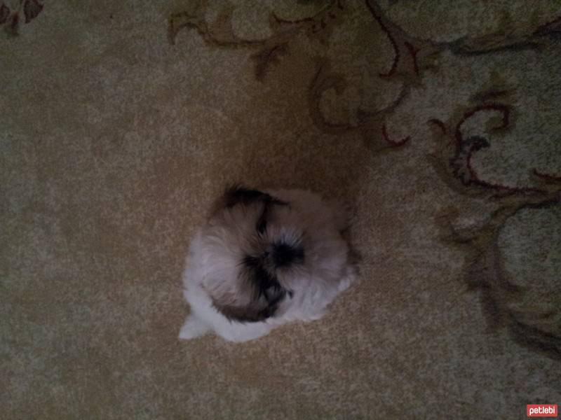 Shih Tzu, Köpek  çıtır fotoğrafı
