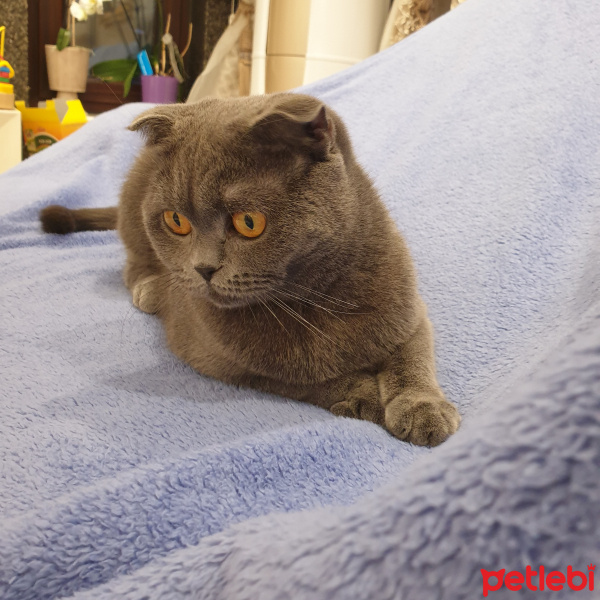 Scottish Fold, Kedi  Mia fotoğrafı