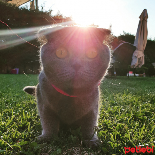 Scottish Fold, Kedi  Mia fotoğrafı