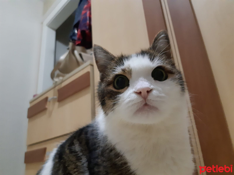 Tekir Kedi, Kedi  BODİ fotoğrafı