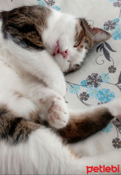 Tekir Kedi, Kedi  BODİ fotoğrafı