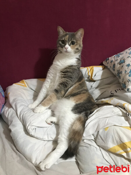 Tekir Kedi, Kedi  Asiye fotoğrafı