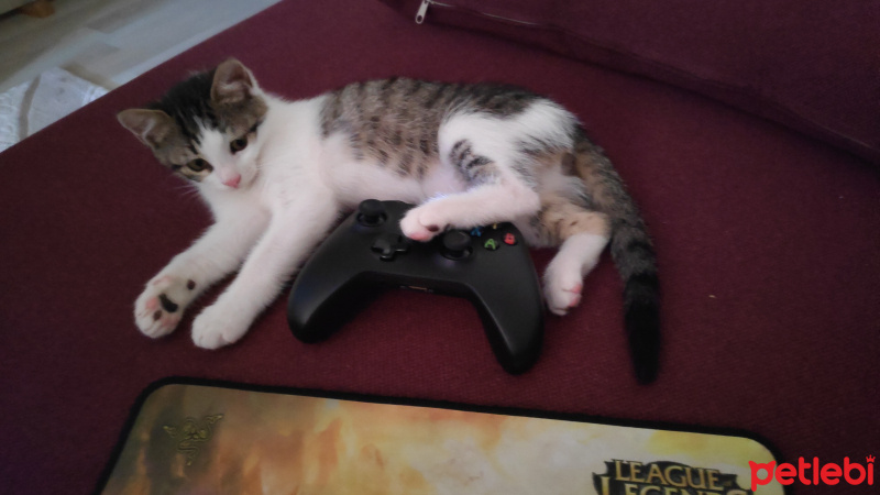 Tekir Kedi, Kedi  Bios fotoğrafı