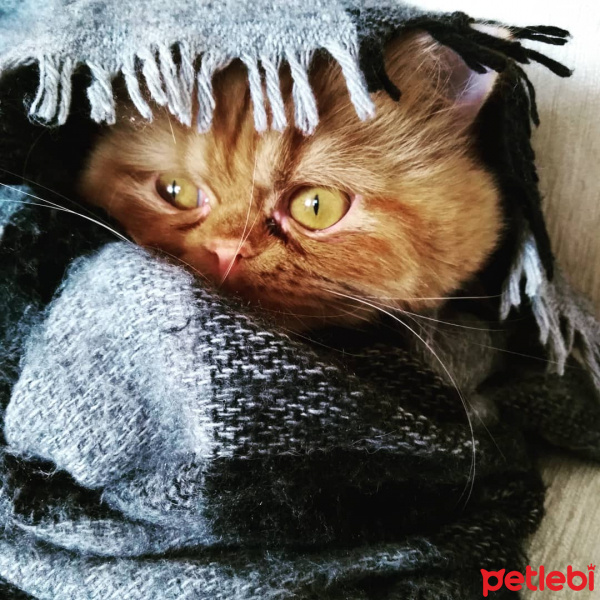 İran Kedisi (Persian), Kedi  Mia fotoğrafı