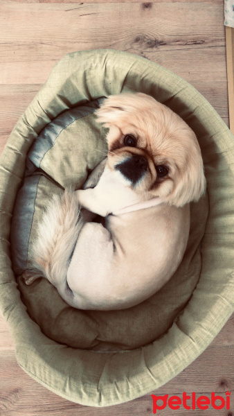 Pekingese, Köpek  Herkül fotoğrafı