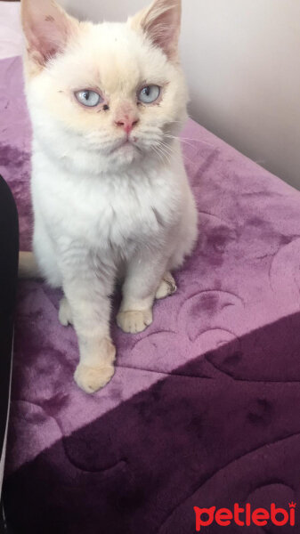 British Shorthair, Kedi  Pamuk fotoğrafı