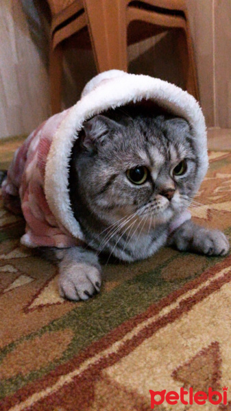 British Shorthair, Kedi  Milena fotoğrafı